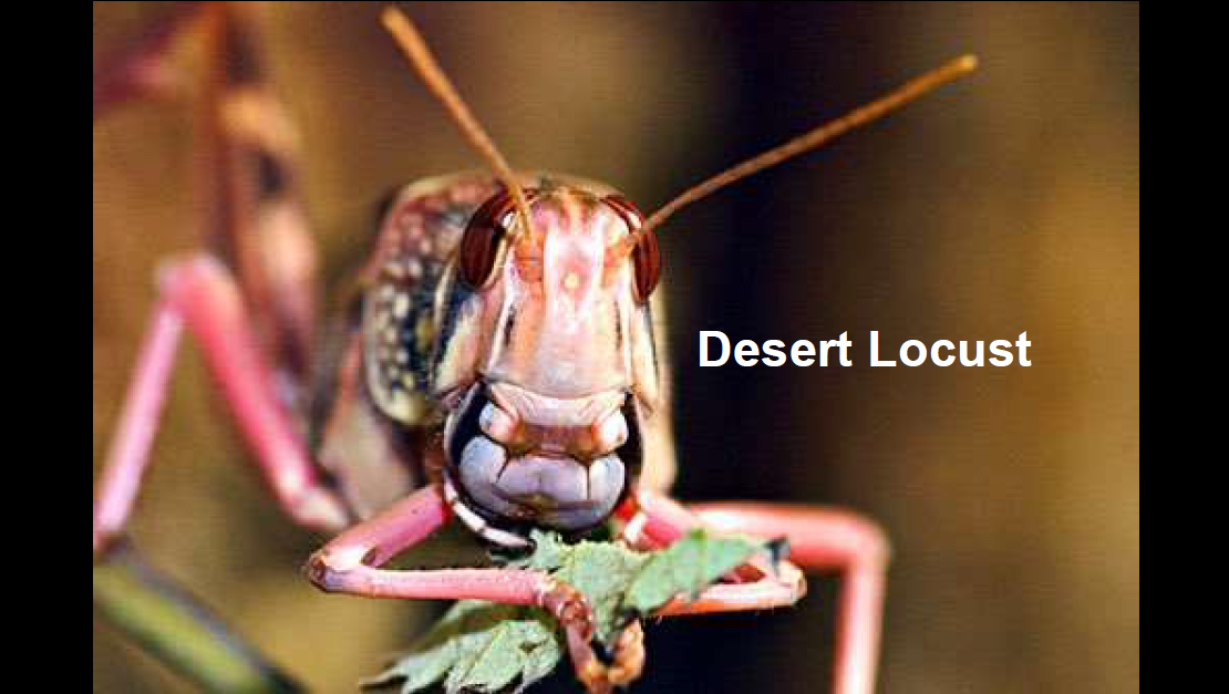 Desert Locust Outbreak Causes, Patterns, Effects (Keith Cressman, FAO